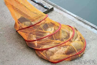 [황청낚시터]수상좌대 조황이 좋네요.