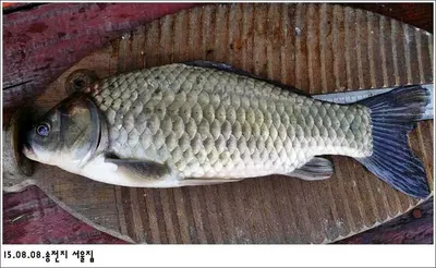 15.08.08 송전지 서울집 조황