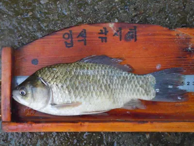 입석낚시터 [토종댐붕어] 7월30일조황