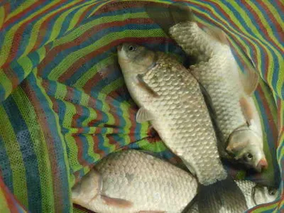 입석낚시터(토종대물댐붕어)6월18일조황입니다