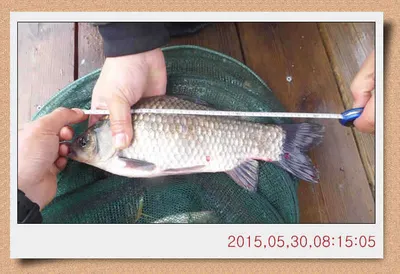 충남 아산 월선낚시터 5월 30일자 스케치