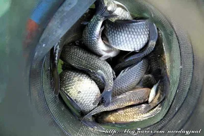 [황청낚시터] 대하낚시의 시즌이 돌아오고있습니다