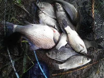 안성죽산장계지