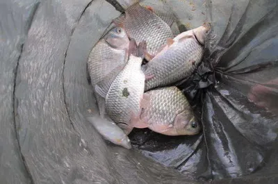 자갈섬낚시터조황입니다