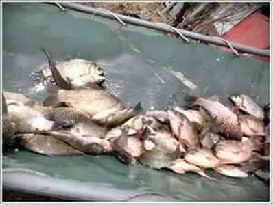 [각평지] 2월 28일 토종 붕어 7차 방유