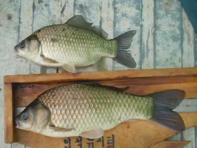 충주조정지댐 입석낚시터 6월1일조황(4짜출현)