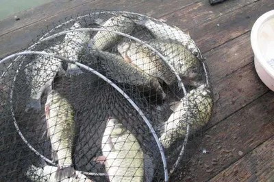 자갈섬낚시터조황입니다