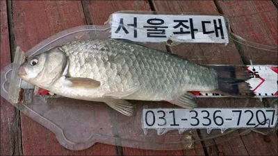 16.05.02 송전지 서울집 조황