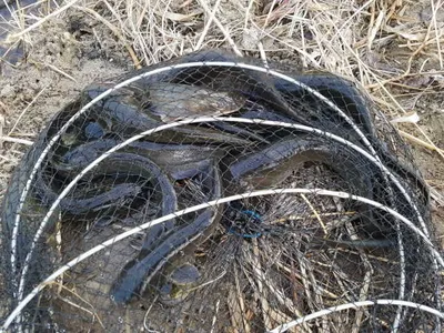 아산 월랑낚시터 3월 네째주말 조황화보입니다ㅇ~~~^^