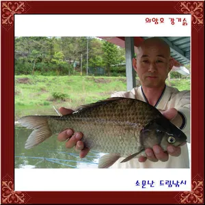 금상첨화,값싸고,붕어 좌대마다 나오고,의암댐 소문난드림낚시입니다.