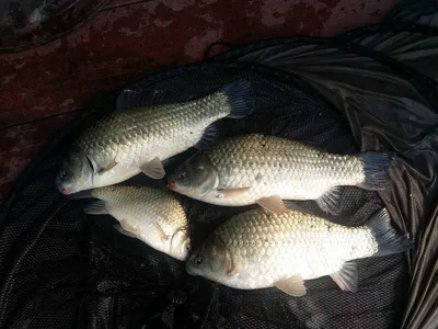 송전지서울좌대6월28잏조황