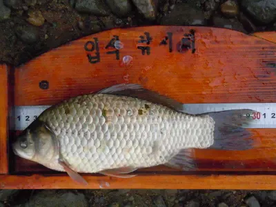 입석낚시터 [토종댐붕어] 9월11일조황