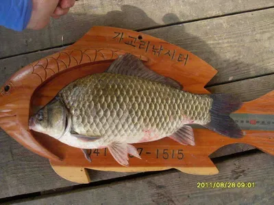 혹부리4짜 사진 오래간만에 올림니다...