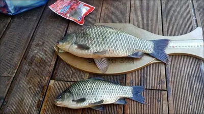 16.11.04 송전지 서울집 조황