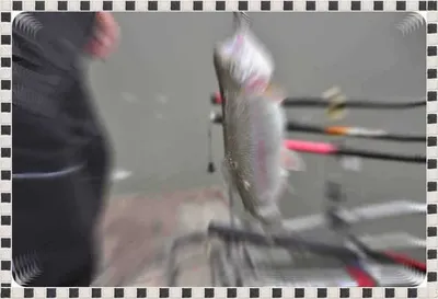 [유일낚시터] 주말에 또 방류합니다,~~!