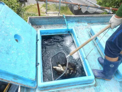 *****실시간 조황사진*****