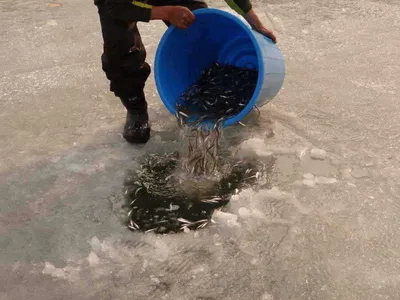 이천빙어축제[각평낚시공원]1월 17일 조황정보