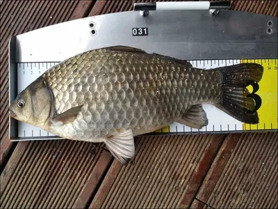 17.03.28 송전지 서울집 조황