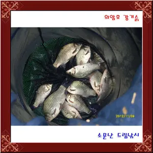 씨알은? 마릿수는 11마리.