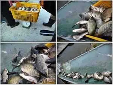 [각평지] 4월 20일(금) 토종붕어 추가방유 및 조황정보