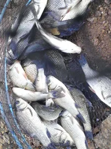 안성 죽산 장계지