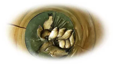 16.08.04 송전지 서울집 조황