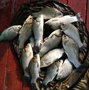 16.08.20 송전지 서울집 조황