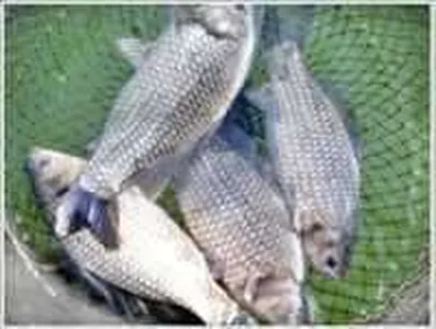 [각평지] 12년 1월 첫째주말 조황정보