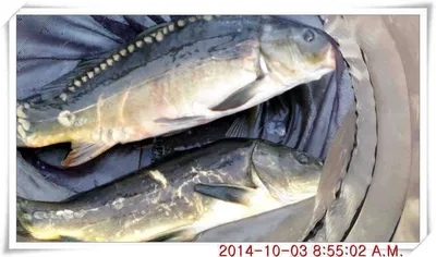 충남 아산 월선낚시터 10월 3일자 조황정보