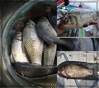 [각평지] 5월 18일(금) 조황정보