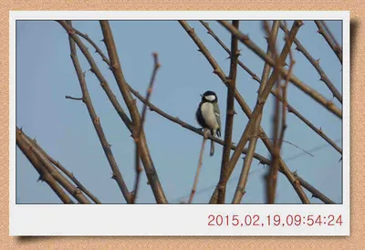 충남 아산 월선낚시터 2월 19일자 스케치