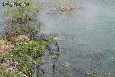 황청낚시터 산란중입니다.