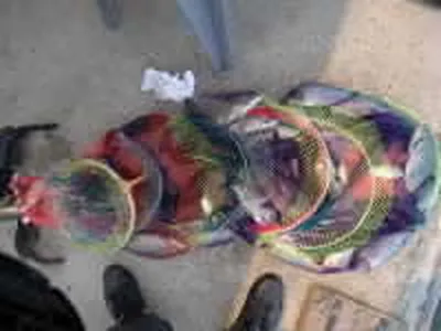 배수로인해 준척급 토종이 속출