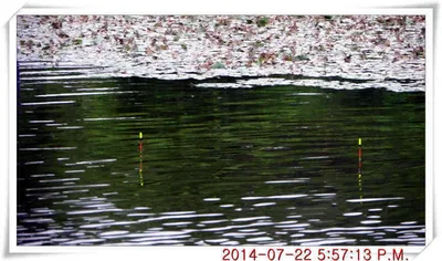 충남 아산 월선낚시터 7월 22일자 조황정보