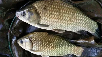 15.08.06 송전지 서울집 조황