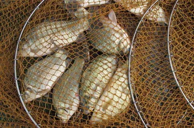 춘천의암호자갈섬낚시터