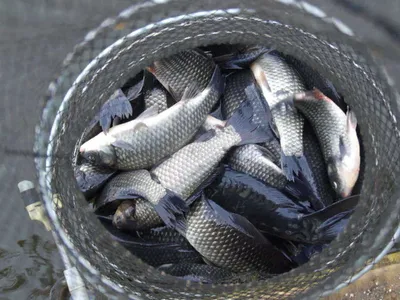 주말의 각평(9월24일) 모습.