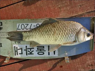 16.06.05 송전지 서울좌대 조황