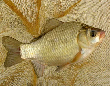 "가교리지" (송악지)