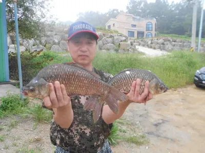 당진 "가교리지"대호만토종4짜붕어양손아귀에..