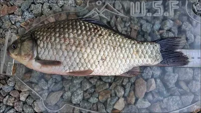 15.10.07 송전지 서울집 조황