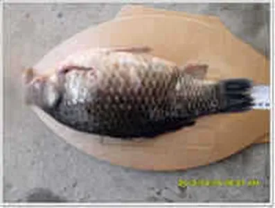 [황청지]4월6일 조황체크