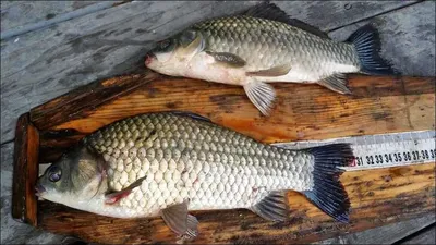 15.09.14 송전지 서울집 조황