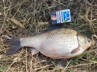 아산 월랑낚시터 3월 30일 조황이랑 방류소식입니당