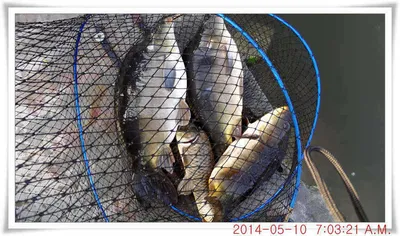 충남 아산 월선낚시터 5월 10일자 조황정보