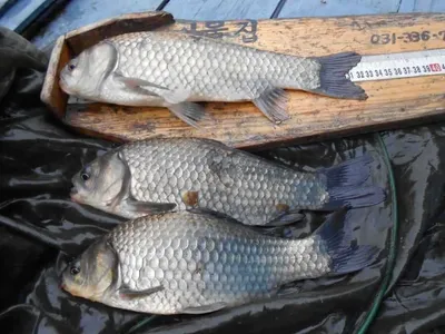 송전지 서울집 5월15일 조황