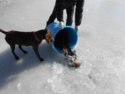 포천 초원낚시터 송어 조황입니다*^_^*