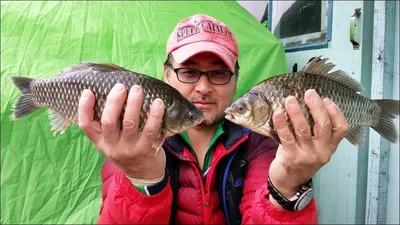 15.11.24 송전지 서울집 조황