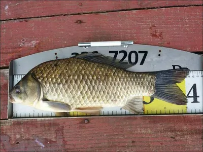 17.07.30 송전지 서울집 4짜의...