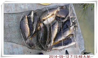 충남 아산 월선낚시터 9월 12일자 조황정보